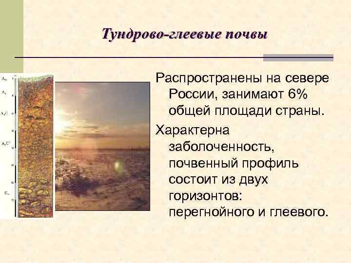 Тундрово-глеевые почвы   Распространены на севере   России, занимают 6%  