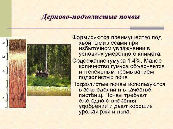 Дерново-подзолистые почвы   Формируются преимущество под   хвойными лесами при  