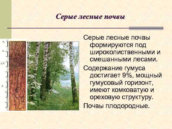 Серые лесные почвы   формируются под   широколиственными и   смешанными