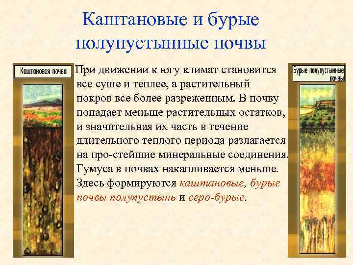  Каштановые и бурые полупустынные почвы При движении к югу климат становится все суше
