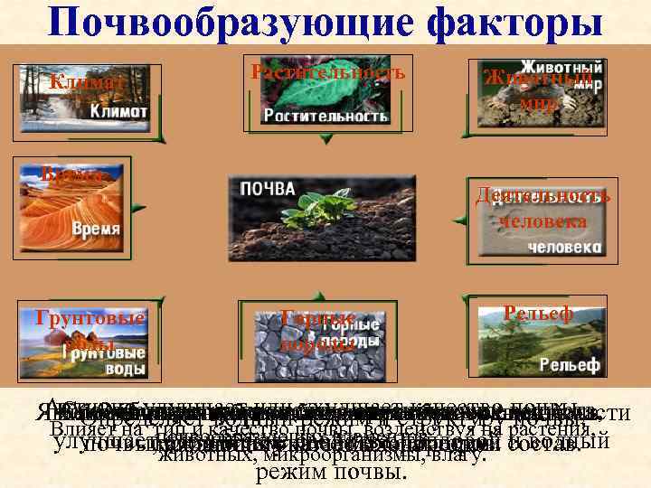  Почвообразующие факторы Климат  Растительность  Животный    мир  Время