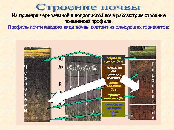 Схема строения почвенного профиля