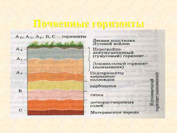Почвенные горизонты 