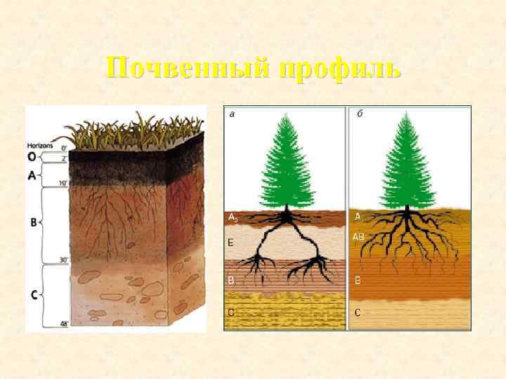 Почвенный профиль 