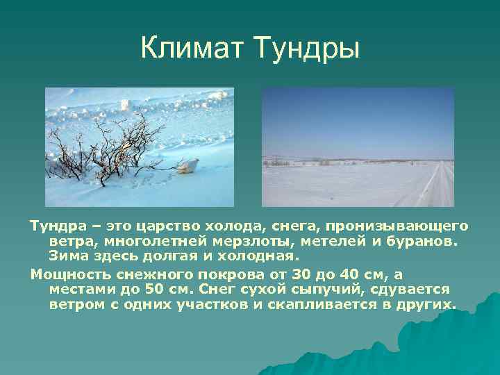   Климат Тундры Тундра – это царство холода, снега, пронизывающего  ветра, многолетней