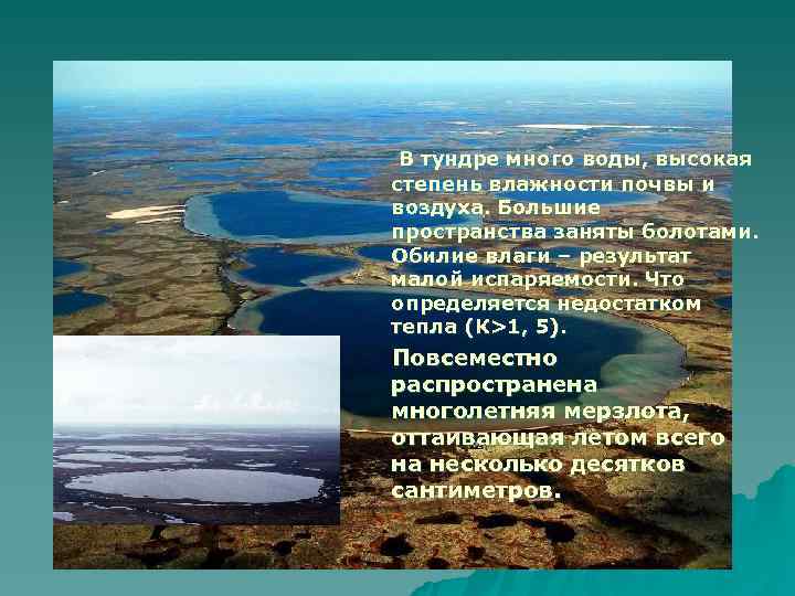  В тундре много воды, высокая степень влажности почвы и воздуха. Большие пространства заняты
