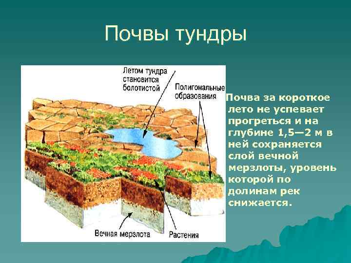 Почвы тундры  Почва за короткое  лето не успевает  прогреться и на