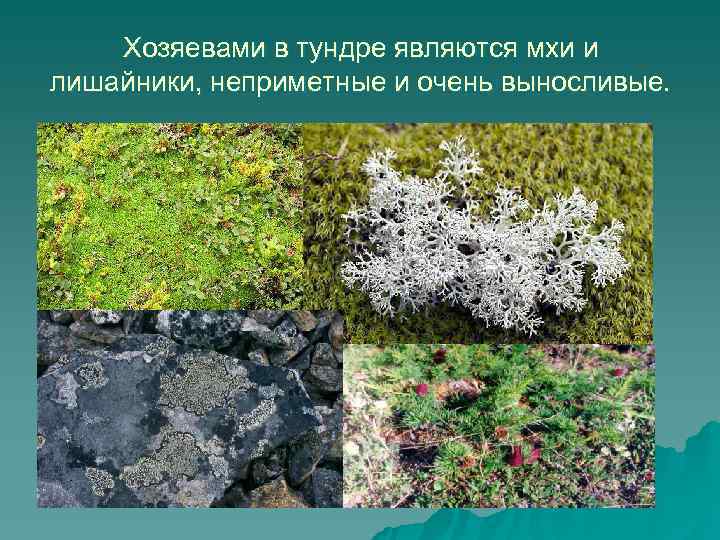   Хозяевами в тундре являются мхи и лишайники, неприметные и очень выносливые. 