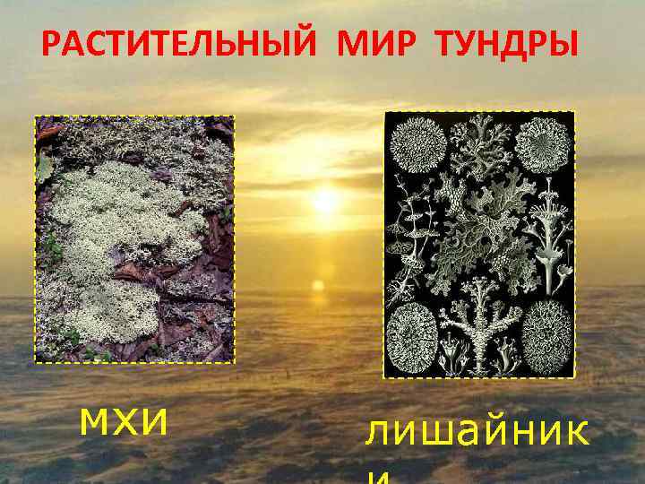 РАСТИТЕЛЬНЫЙ МИР ТУНДРЫ мхи   лишайник 