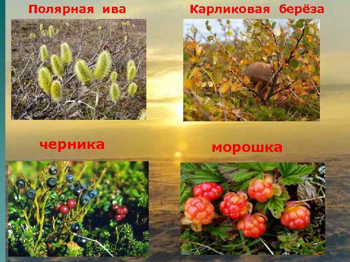 Полярная ива  Карликовая берёза черника   морошка 