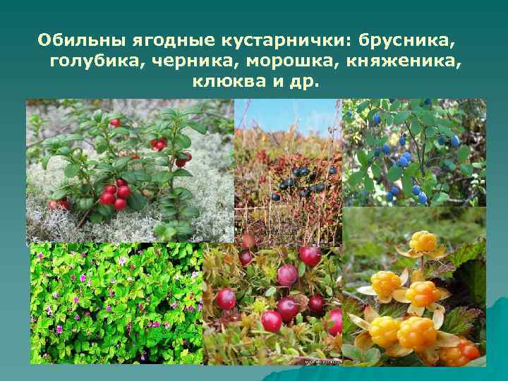 Обильны ягодные кустарнички: брусника,  голубика, черника, морошка, княженика,    клюква и