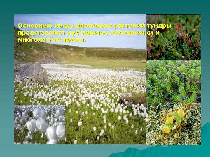 Основную массу цветковых растений тундры представляют кустарники, кустарнички и многолетние травы. 