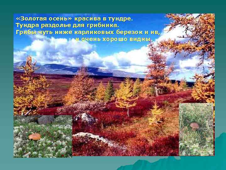  «Золотая осень» красива в тундре. Тундра раздолье для грибника. Грибы чуть ниже карликовых