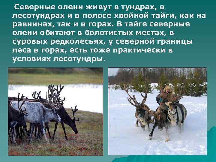 Обитания оленей в россии