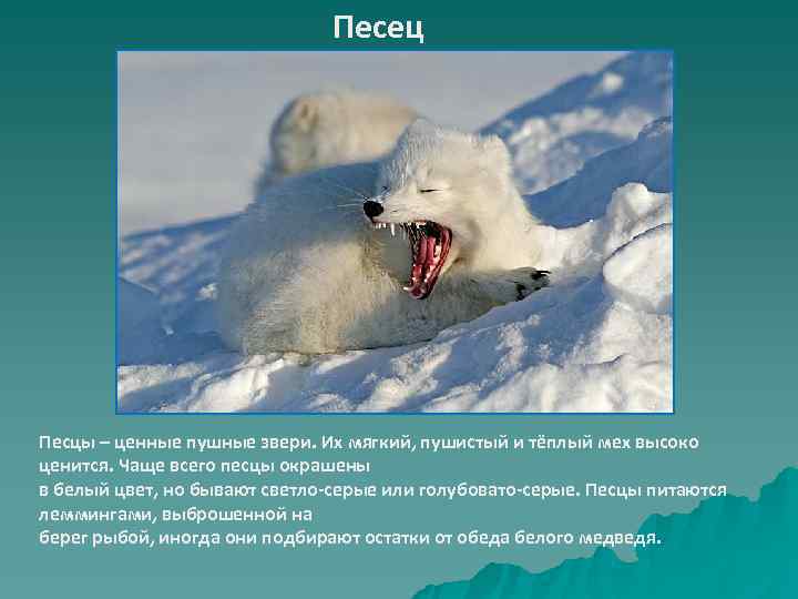       Песец Песцы – ценные пушные звери. Их мягкий,