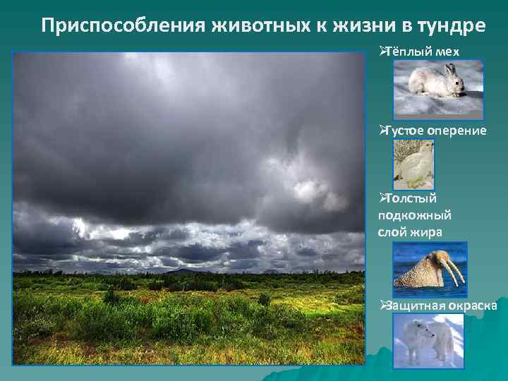 Приспособления животных к жизни в тундре      ØТёплый мех 