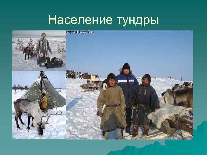Население тундры 