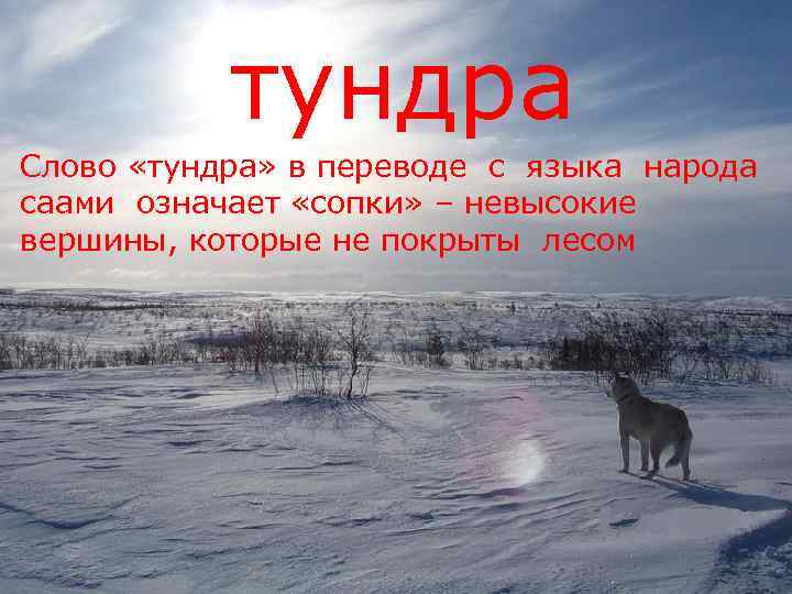   тундра Слово «тундра» в переводе с языка народа саами означает «сопки» –