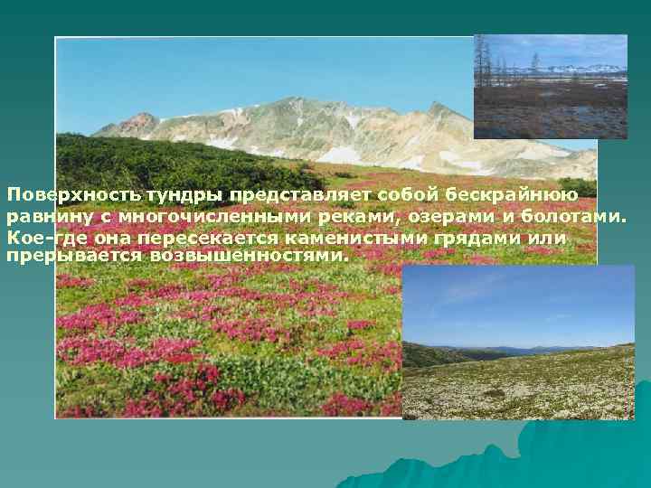 Поверхность тундры представляет собой бескрайнюю равнину с многочисленными реками, озерами и болотами. Кое-где она