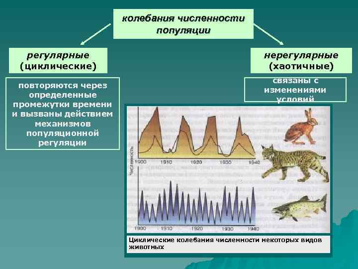 Колебания численности популяции презентация