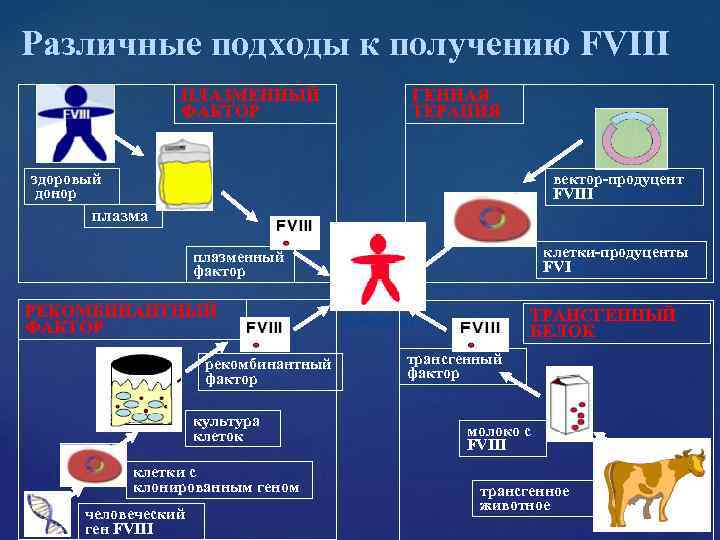Различные подходы к получению FVIII ПЛАЗМЕННЫЙ ГЕННАЯ Различные подходы к получению FVIII ПЛАЗМЕННЫЙ ГЕННАЯ