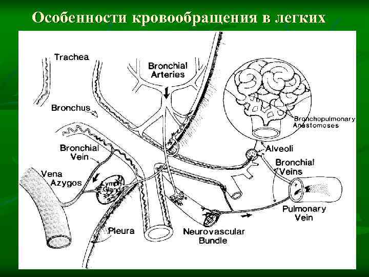 Кровоснабжение легких схема