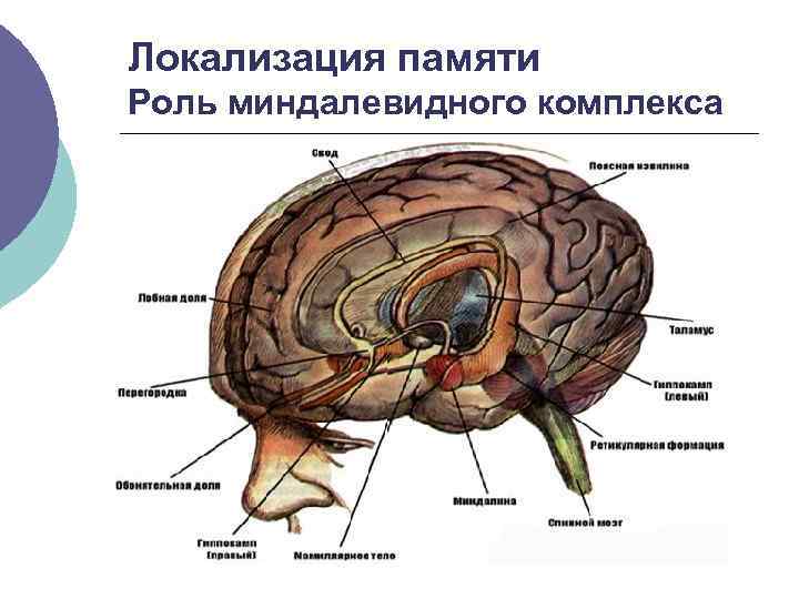 Локализация памяти Роль миндалевидного комплекса 
