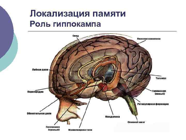 Психофизиология памяти презентация