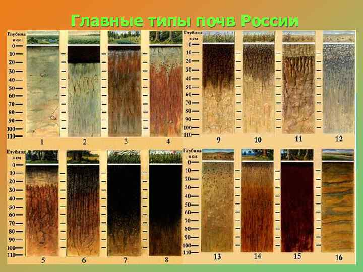   Главные типы почв России 1. Тундровые глеевые.  2. Подзолистые, дерново- подзолистые,