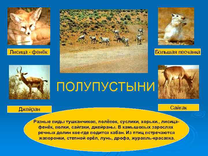 Лисица - фенёк Большая песчанка ПОЛУПУСТЫНИ Лисица - фенёк Большая песчанка ПОЛУПУСТЫНИ