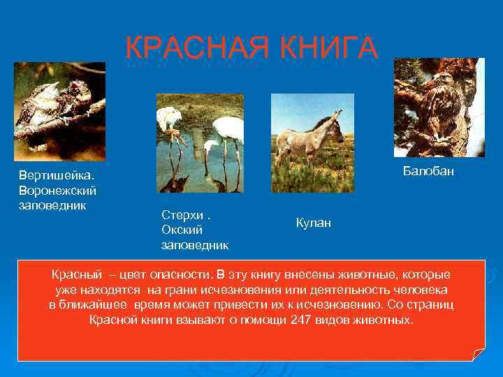 КРАСНАЯ КНИГА Вертишейка. Балобан Воронежский КРАСНАЯ КНИГА Вертишейка. Балобан Воронежский