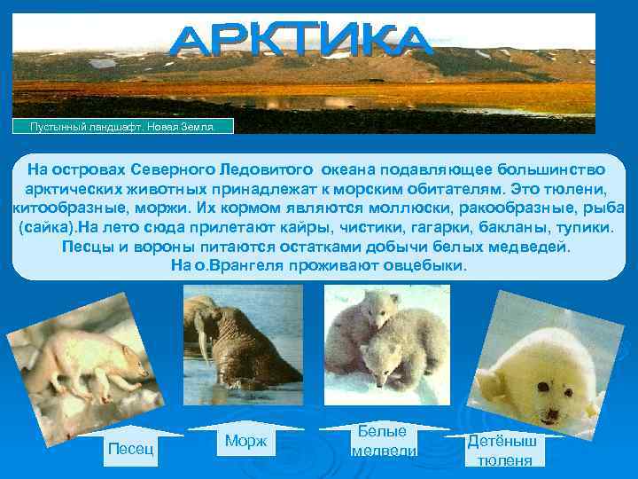 Пустынный ландшафт. Новая Земля. На островах Северного Ледовитого океана подавляющее большинство Пустынный ландшафт. Новая Земля. На островах Северного Ледовитого океана подавляющее большинство