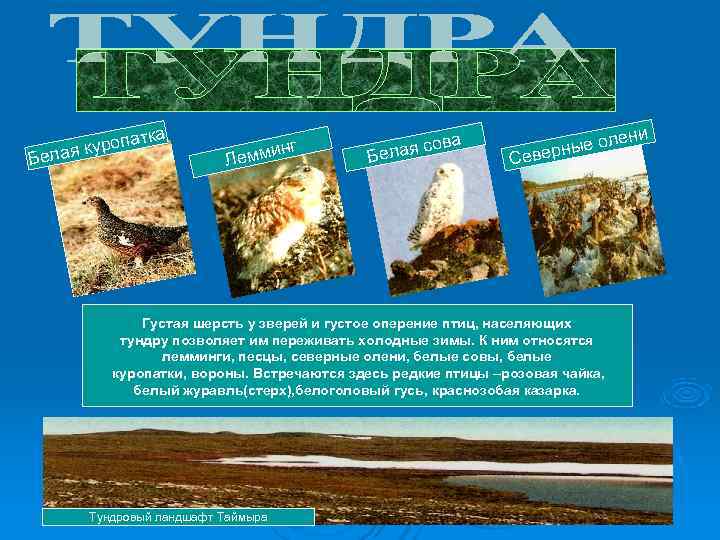 куропа тка ва куропа тка ва