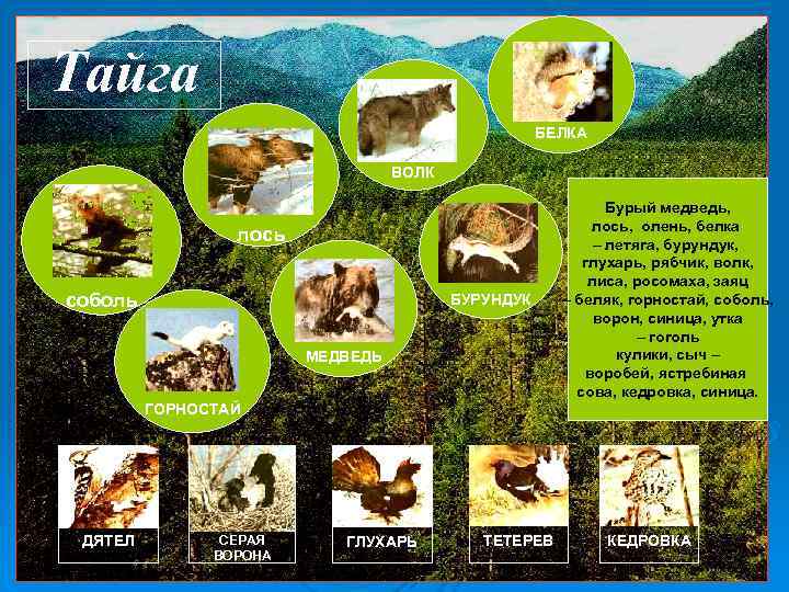 Тайга БЕЛКА ВОЛК Тайга БЕЛКА ВОЛК