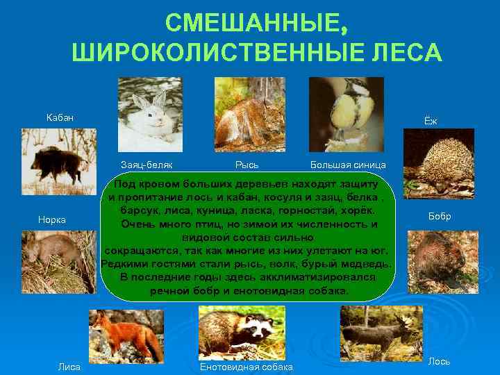 СМЕШАННЫЕ, ШИРОКОЛИСТВЕННЫЕ ЛЕСА Кабан СМЕШАННЫЕ, ШИРОКОЛИСТВЕННЫЕ ЛЕСА Кабан