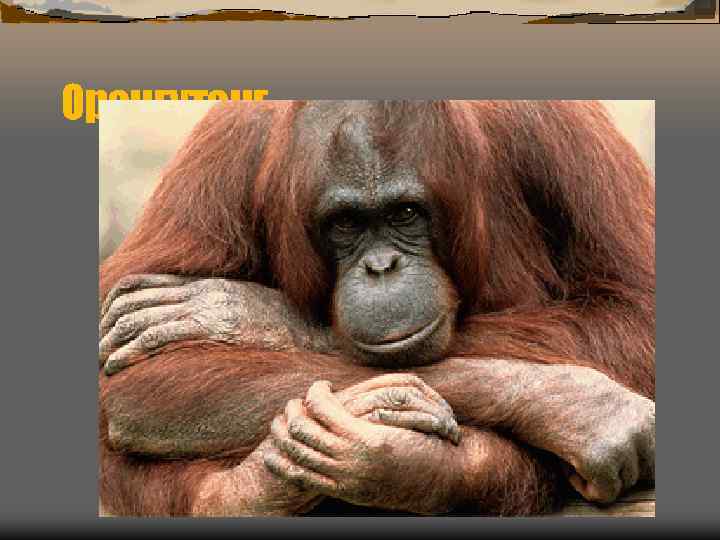 Орангутанг 