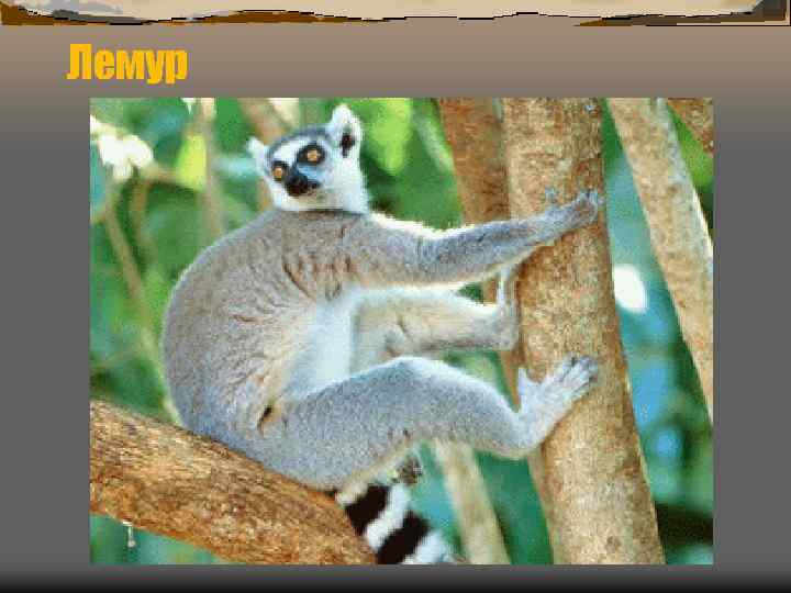 Лемур 
