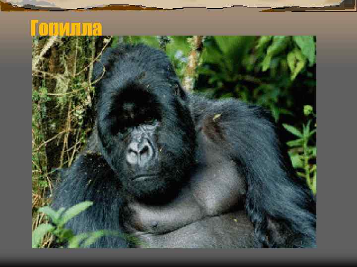 Горилла 