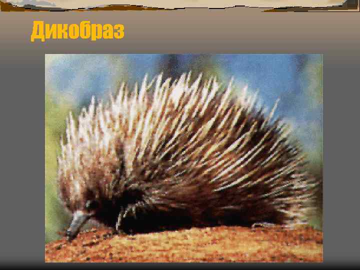 Дикобраз 