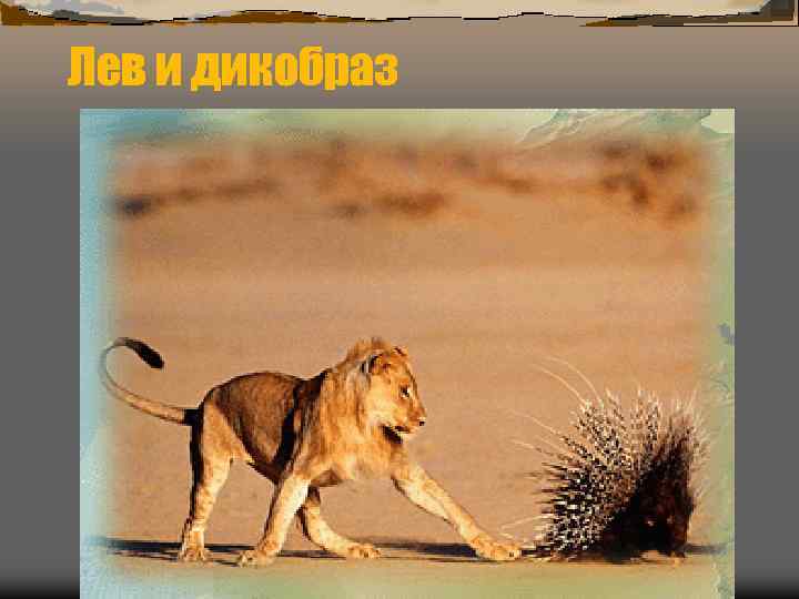 Лев и дикобраз 