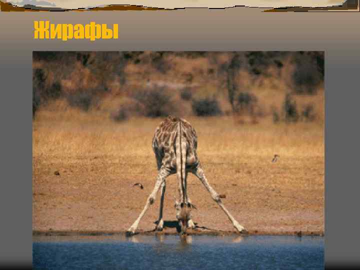 Жирафы 