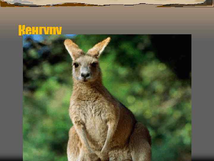 Кенгуру 