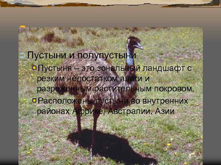 Страус эму Ü Пустыни  и полупустыни  Пустыня – это зональный ландшафт с