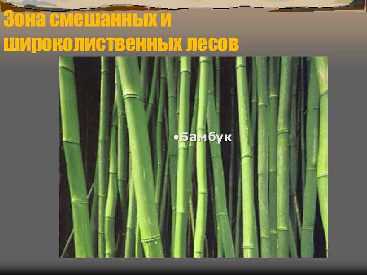Зона смешанных и широколиственных лесов    • Бамбук 