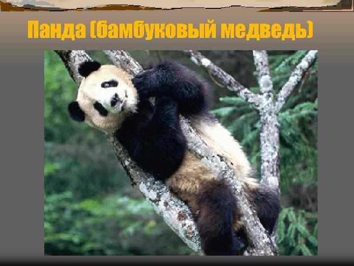 Панда (бамбуковый медведь) 