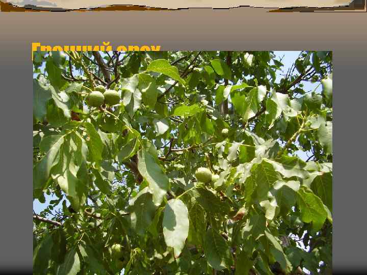 Грецкий орех 