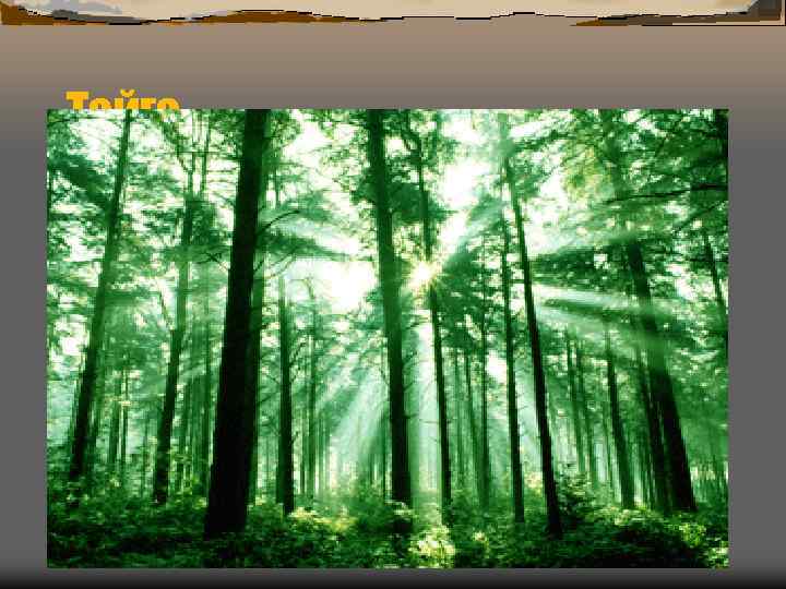 Тайга 