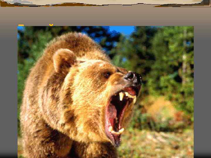 Бурый медведь 