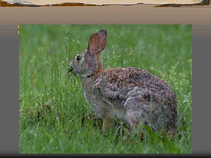 Заяц - русак 