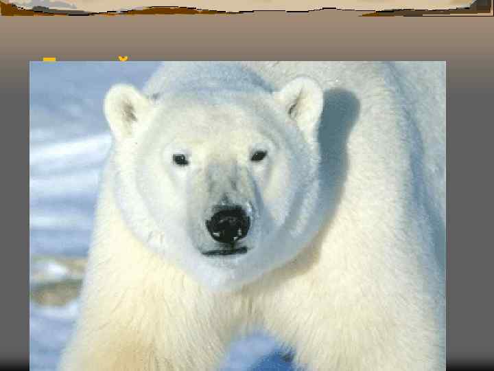 Белый медведь 